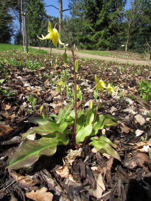 Erythronium - kandík - jaro